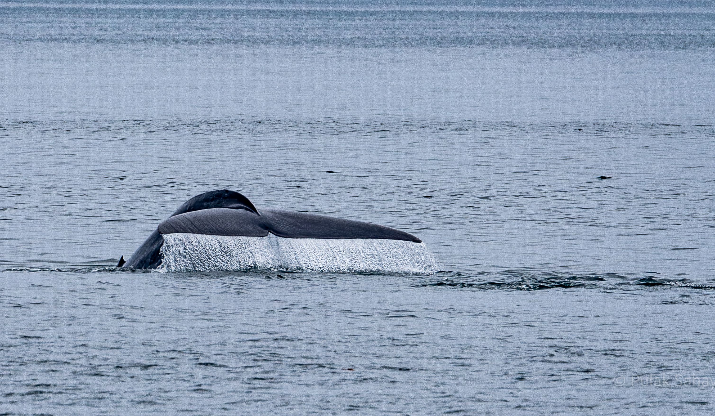 Water off the Whale tail